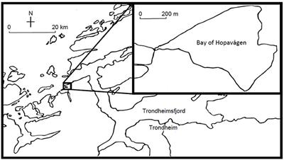 Copepods Boost the Production but Reduce the Carbon Export Efficiency by Diatoms